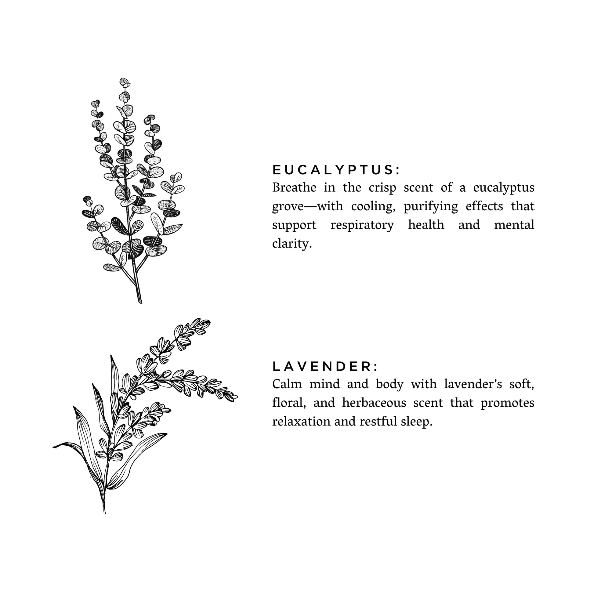 Illustrations of eucalyptus and lavender with descriptive text on a white background